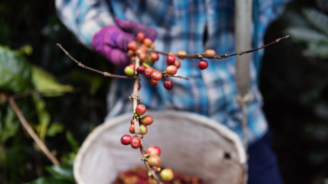 groupement de producteurs de café