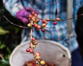 groupement de producteurs de café