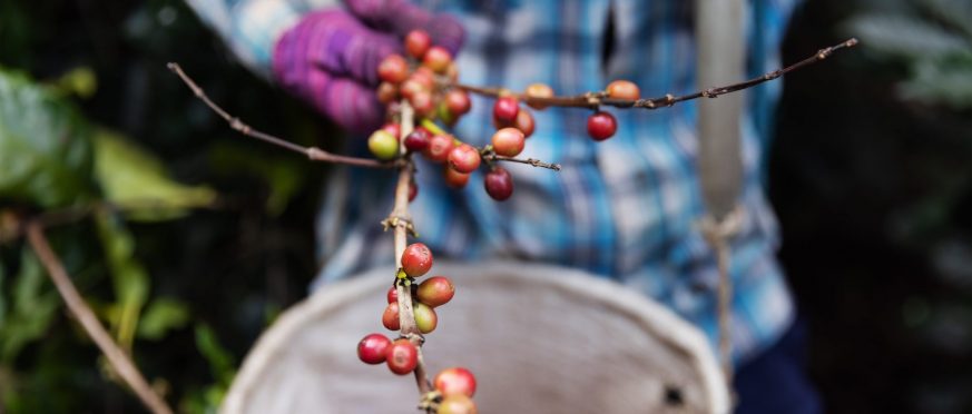 groupement de producteurs de café