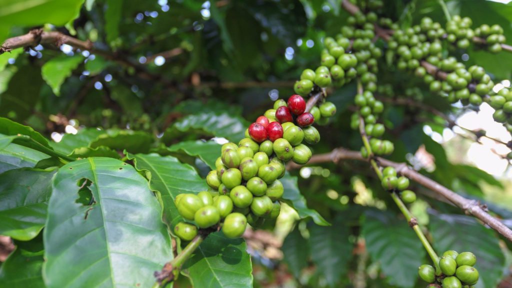 café en grain, robusta