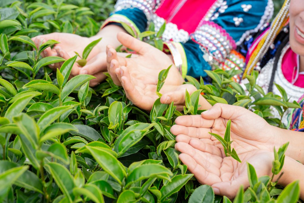 Femmes qui récoltent des feuilles de thé